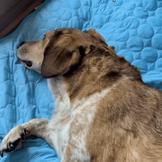 Dog Cooling Mat – Keep Your Pup Cool & Comfortable All Summer